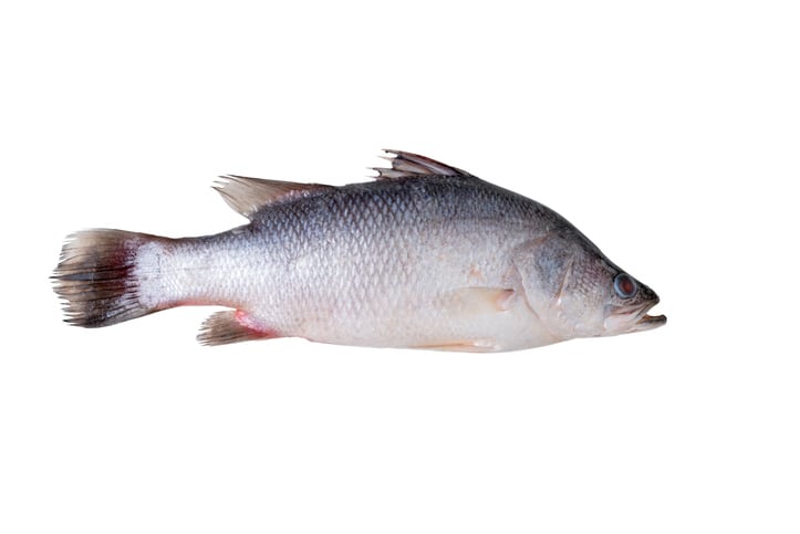 Sustainable fish feed innovation: Microbial protein from soybean wastewater