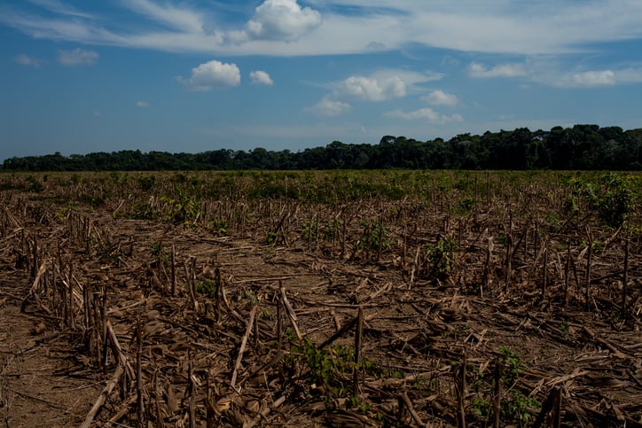 Danish Crown moves to ensure its soy value chain is deforestation-free as report calls out the company on its soy sustainability policies