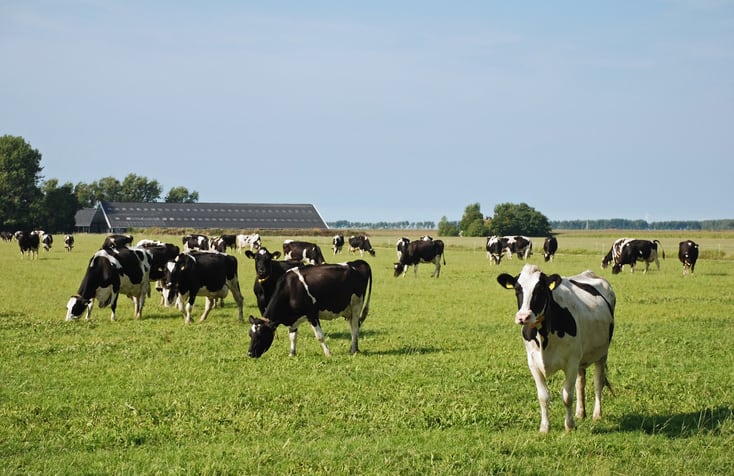 DSM gets EU market approval for its methane-reducing feed additive 