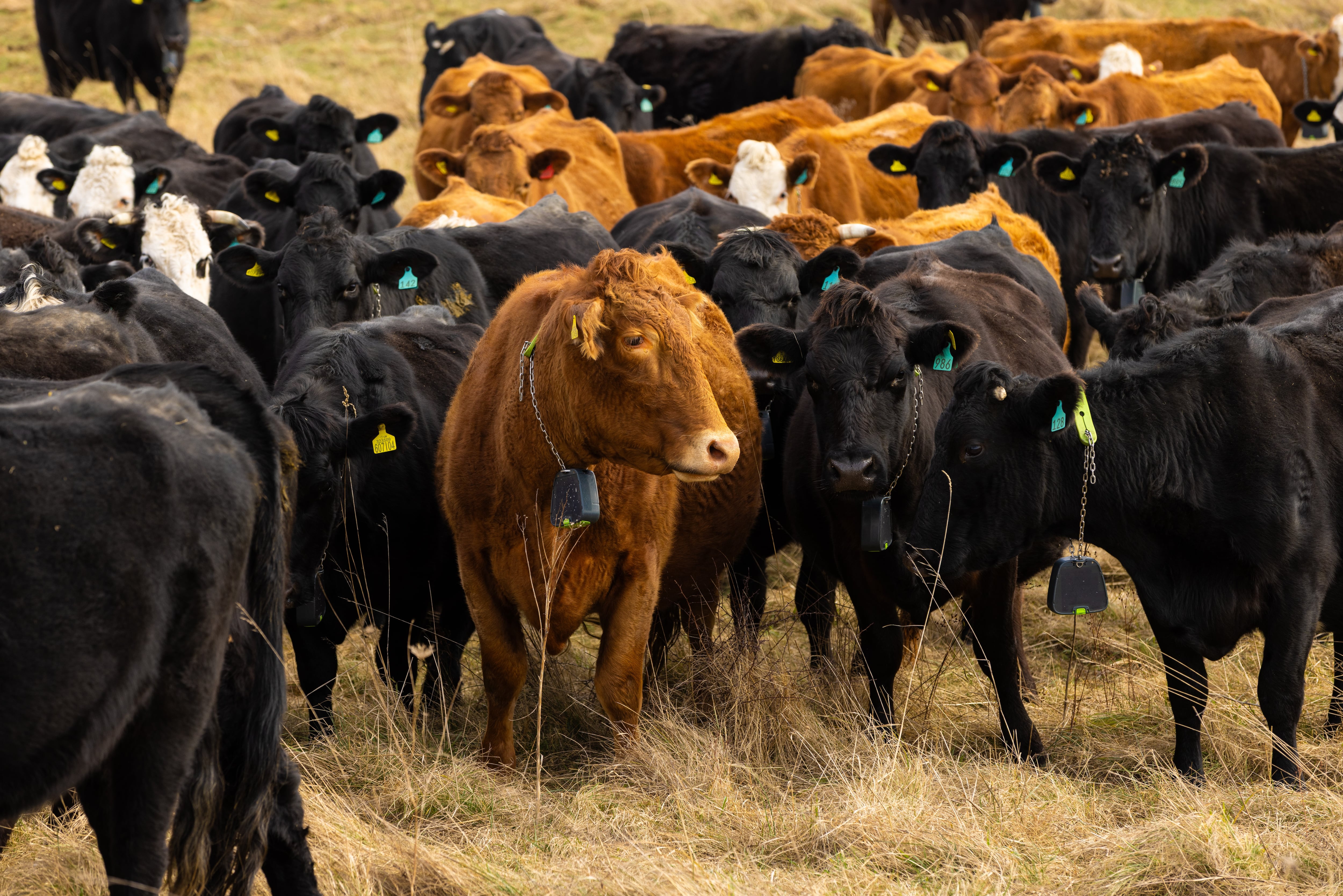 Nofence upgrades virtual fencing tech to collar rural area connectivity