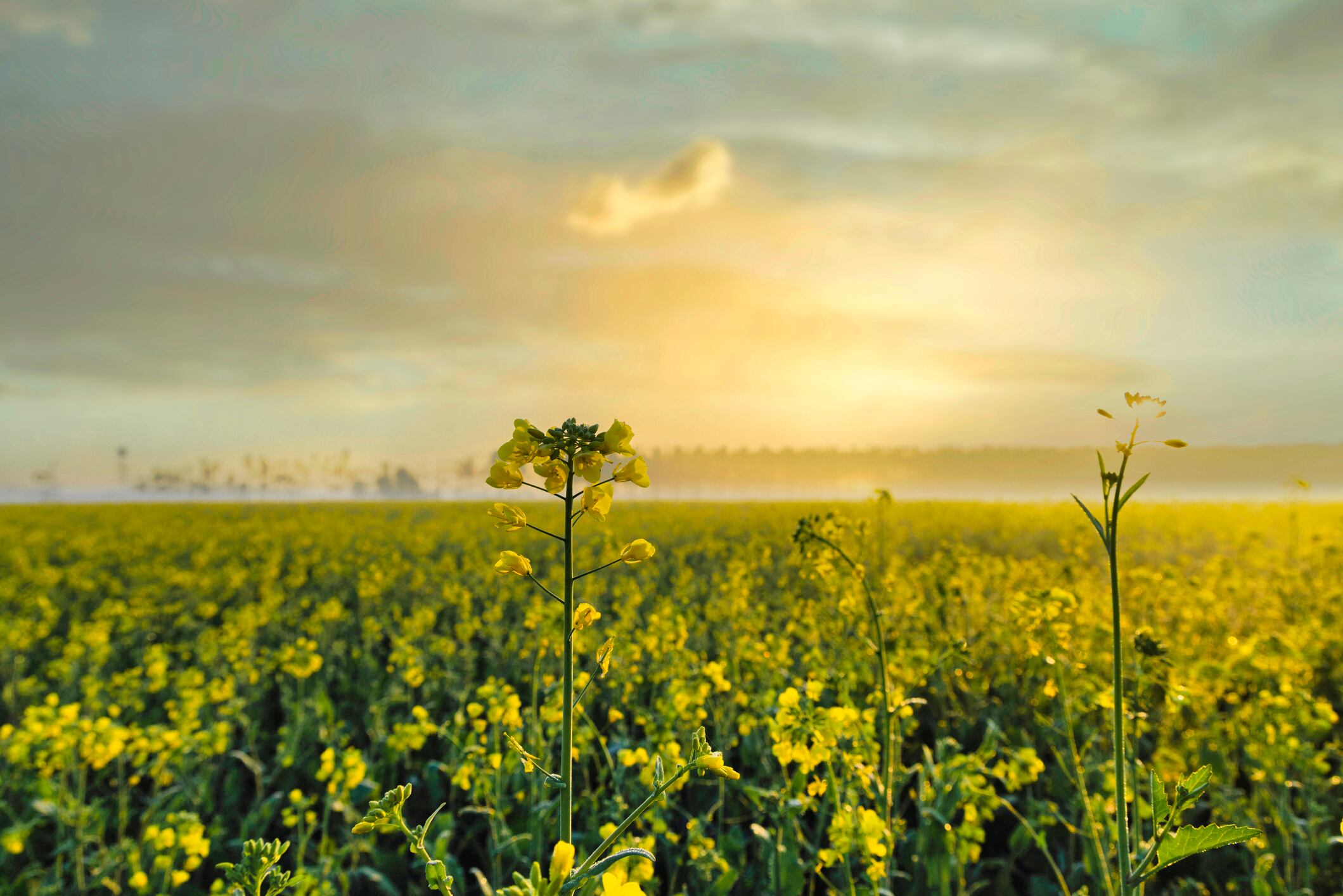More than a year after announcing their initial intentions, Bayer and Neste are betting that a combination of decarbonisation targets, rising SAF demand and renewed concerns over energy security will accelerate adoption of winter canola as a renewable fuel feedstock