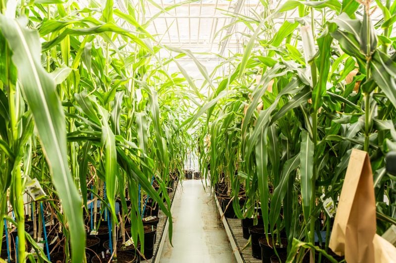Rainbow Crops: The VIB spin‑off using genome editing and AI to reinvent crop breeding