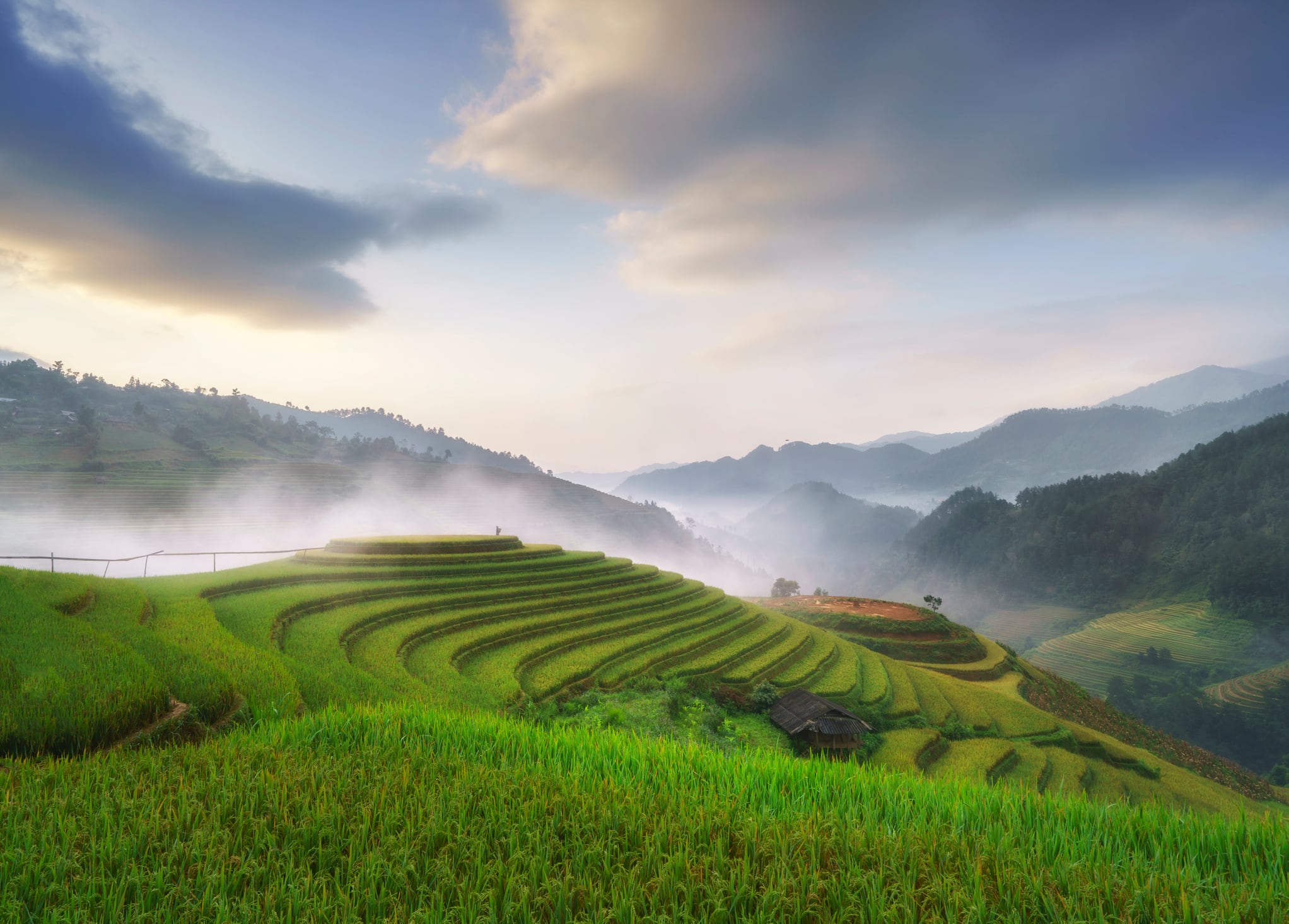 Practical limits: Low-emission rice solutions held back by on-ground realities, lack of proof