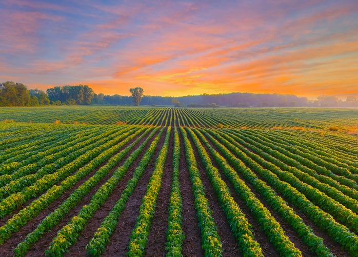 Study: As CP content of US soybeans increases with improved selection practice, there are benefits for growers, processors and pig and chicken farmers