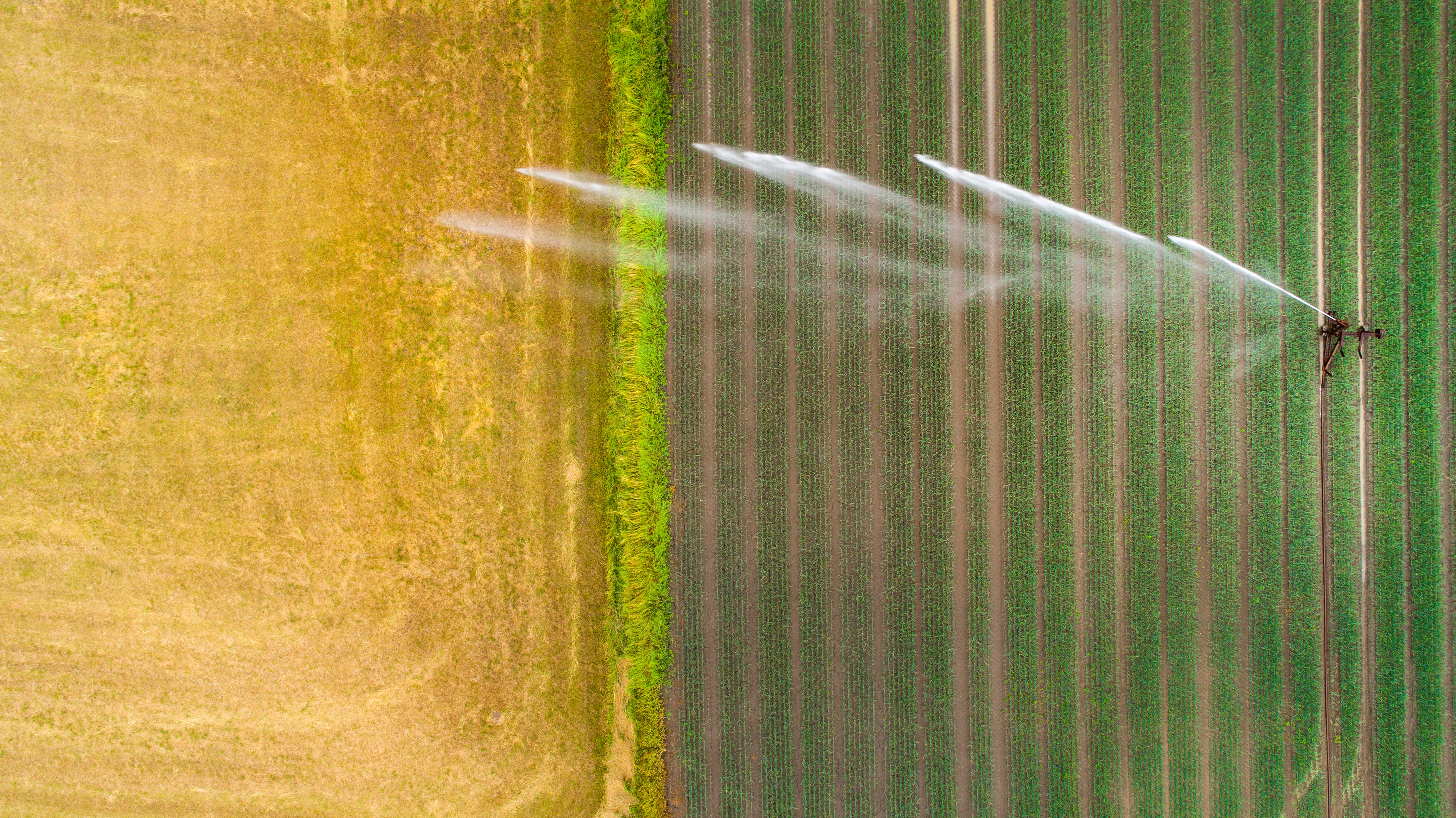 Phytech hopes new tie-ups will accelerate adoption of digital farming tech 