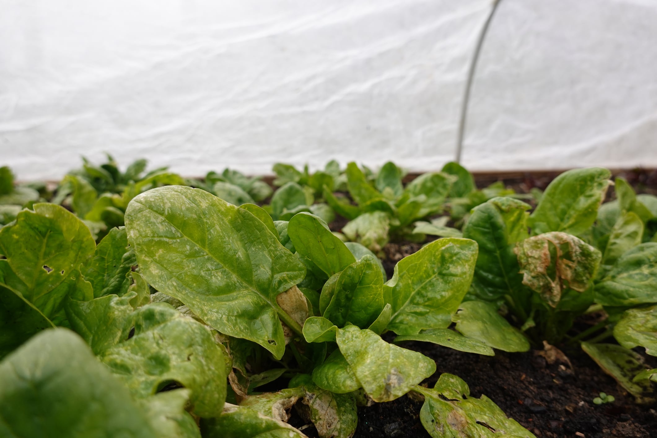 The partnership with Bejo will apply Resurrect Bio’s AI-driven disease-resistance discovery platform to tackle spinach downy mildew and help develop more resilient crop varieties.