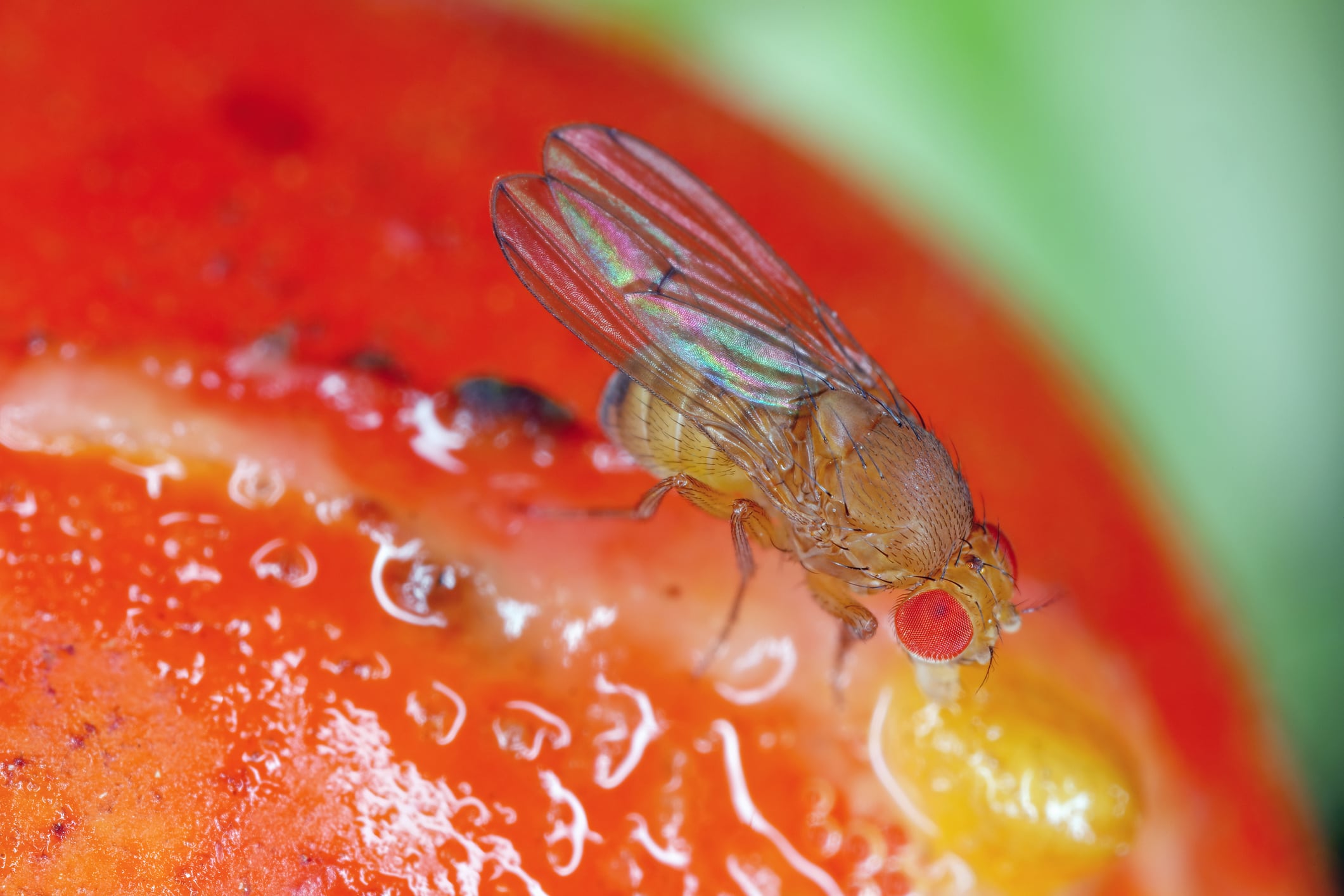 Europe set to unleash Sterile Insect Technique on invasive fruit flies