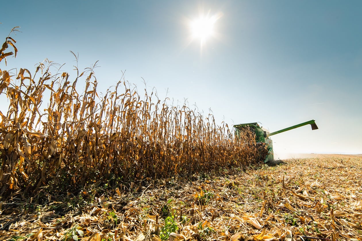 Smarter breeding: New research uncovers insight that can accelerate drought-tolerant maize development