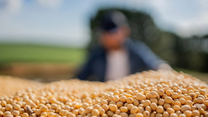 A win-win: US invests $15.2m in Vietnam tilapia project to boost soybean exports