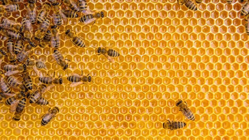 Higher loss rates: NZ loses 12.8% of bee colonies to varroa mite infestations – survey