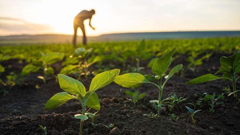 Syngenta sees double-digit growth in biologicals in 2025, makes ‘no final decision’ on IPO