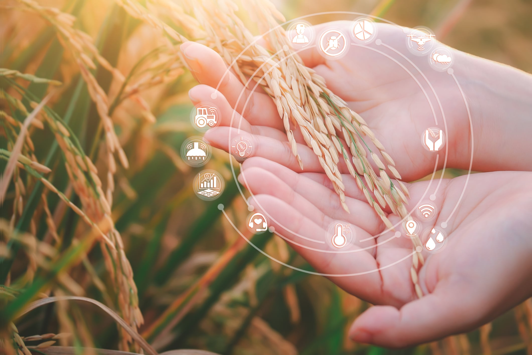 Machine momentum: Real-time crop disease monitoring system may empower sub-Saharan African farmers