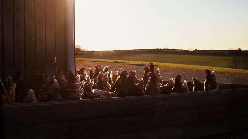 Livestock health monitoring start-up Barnwell Bio closes $6m seed round