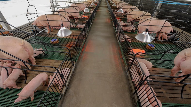 Feed-use-is-set-to-increase-in-China-on-strong-poultry-and-pig-sector-growth.jpg