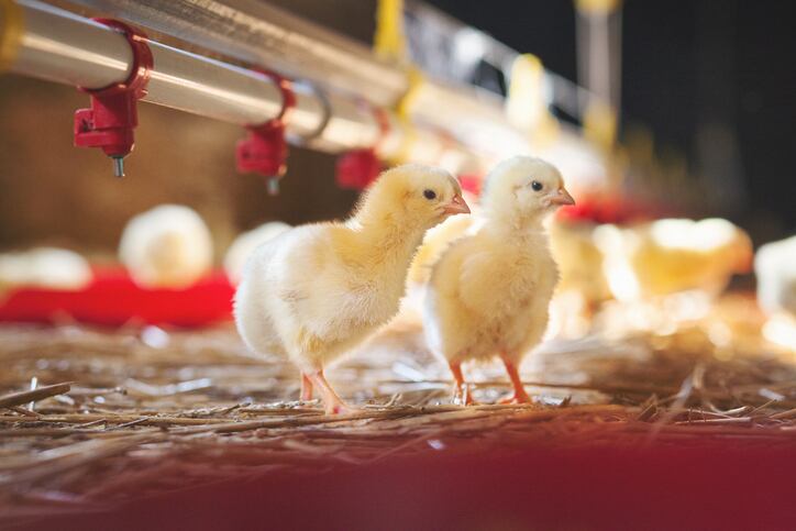 Global poultry markets bullish, but disease and geopolitical risks loom