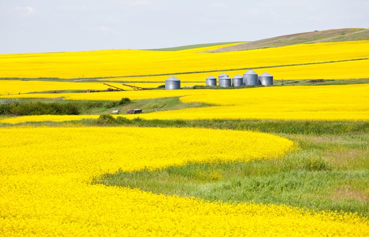China reinstates access to its market for two Canadian canola seed companies