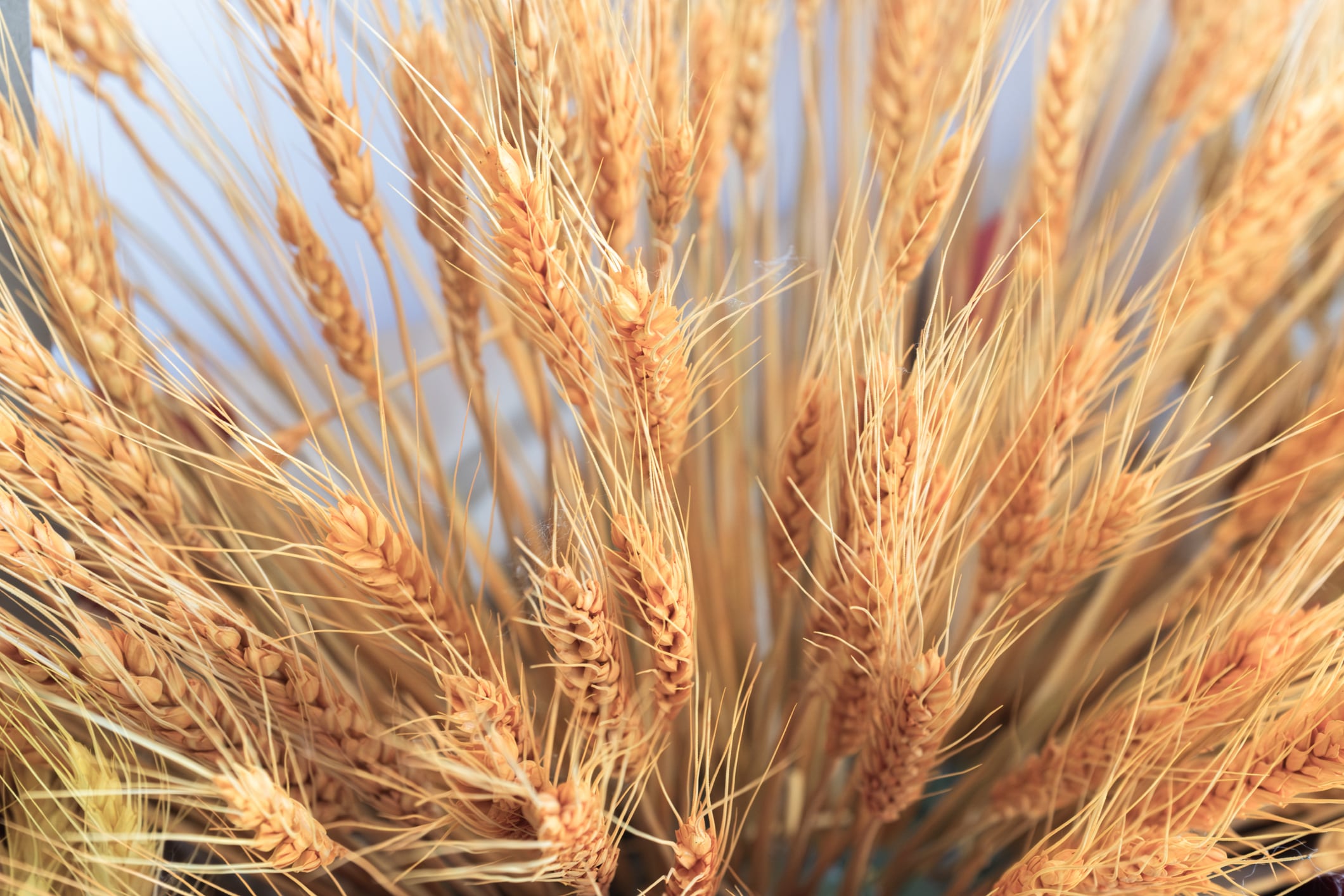 Agricultural waste can become the clothes of the future, study says 