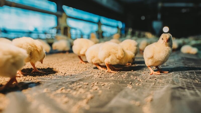 Chics in a barn