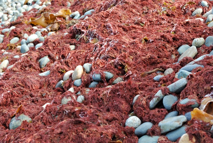 Mars-Wrigley-Land-O-Lakes-pick-algae-additive-in-pitch-event.jpg