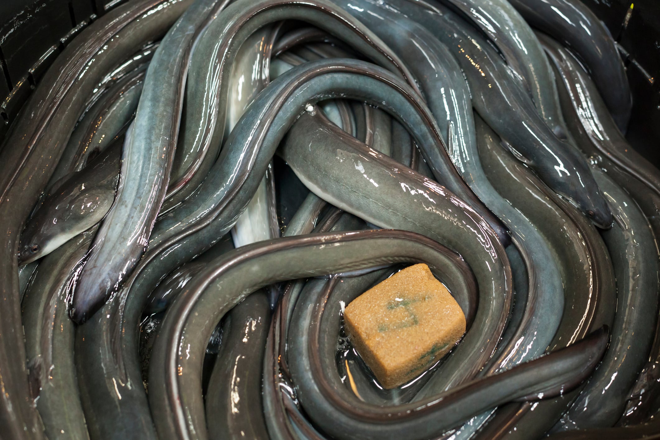 ‘A one-sided move by EU’: ICFA supports Japan on CITES eel proposal, warns against industry damage