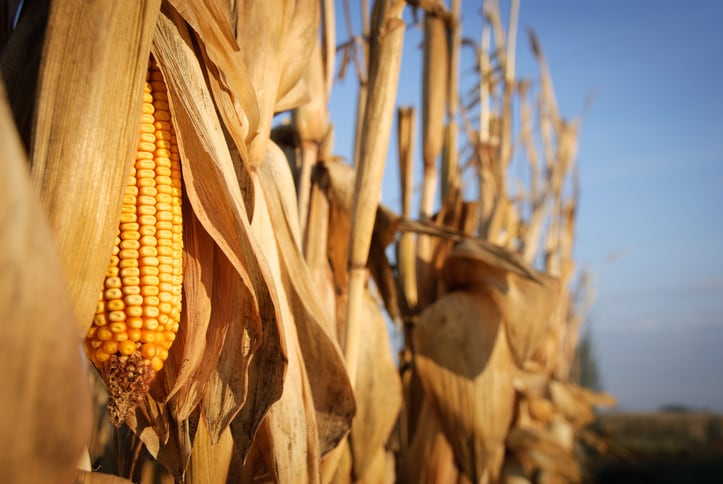 The adoption problem: new tie-up hopes to incentivise farmers to produce low carbon corn