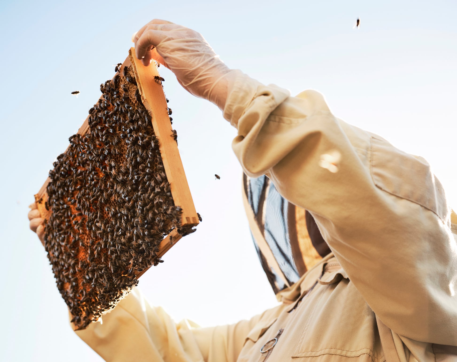 HiveTracks is a US-based ag‑environmental technology company that combines beekeeping tools with biodiversity monitoring and data analytics.