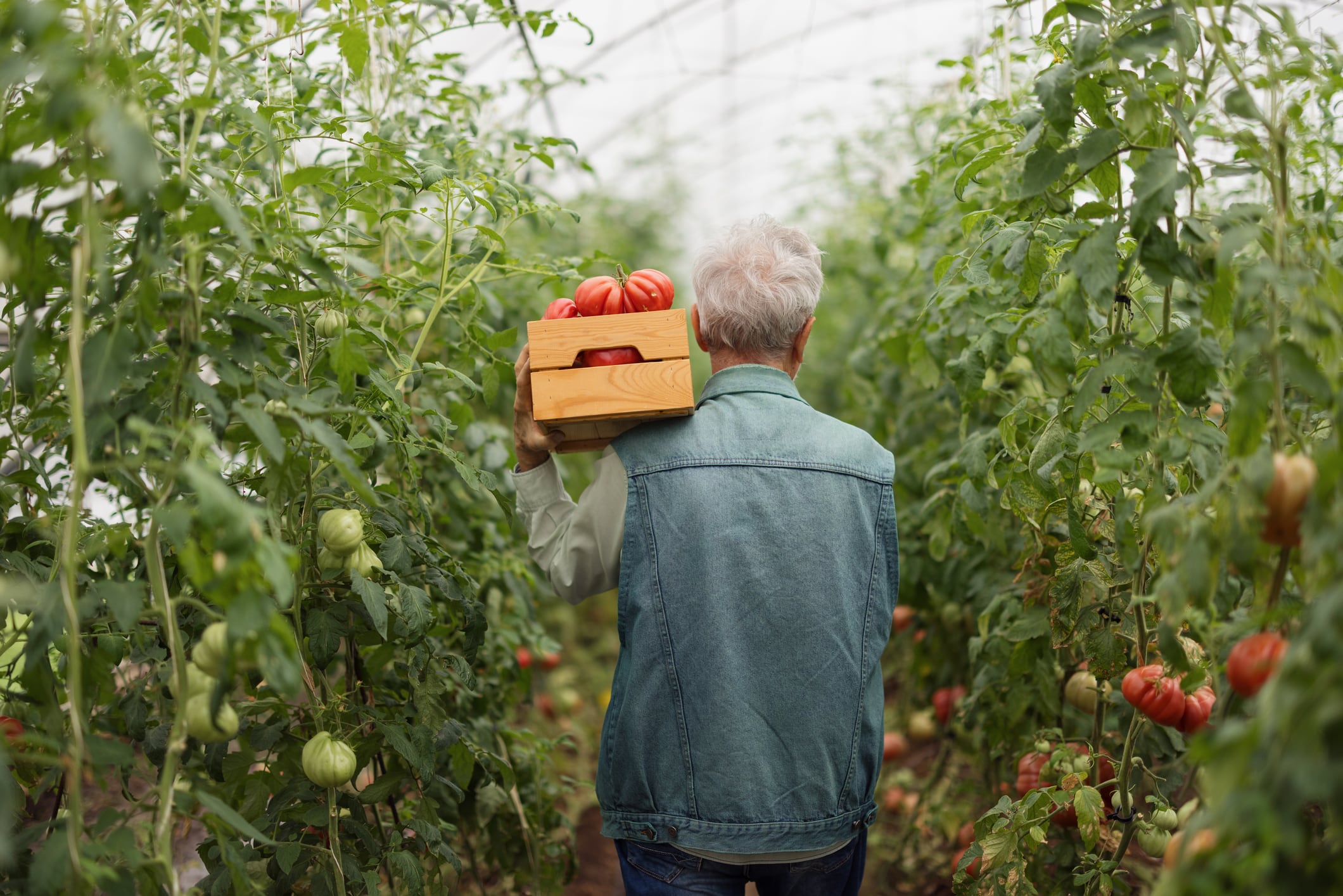 Biographica and Hudson River Biotechnology believe consumer-benefit traits such as vitamin D-enriched tomatoes could become an important next frontier for gene-edited crops.