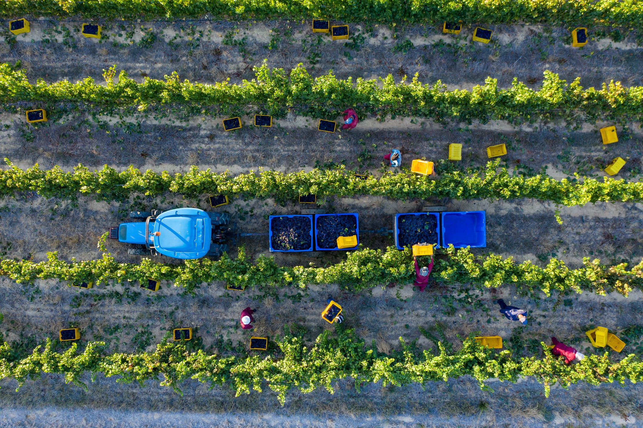Amatera banks €6M to turbo‑charge AI‑powered crop breeding
