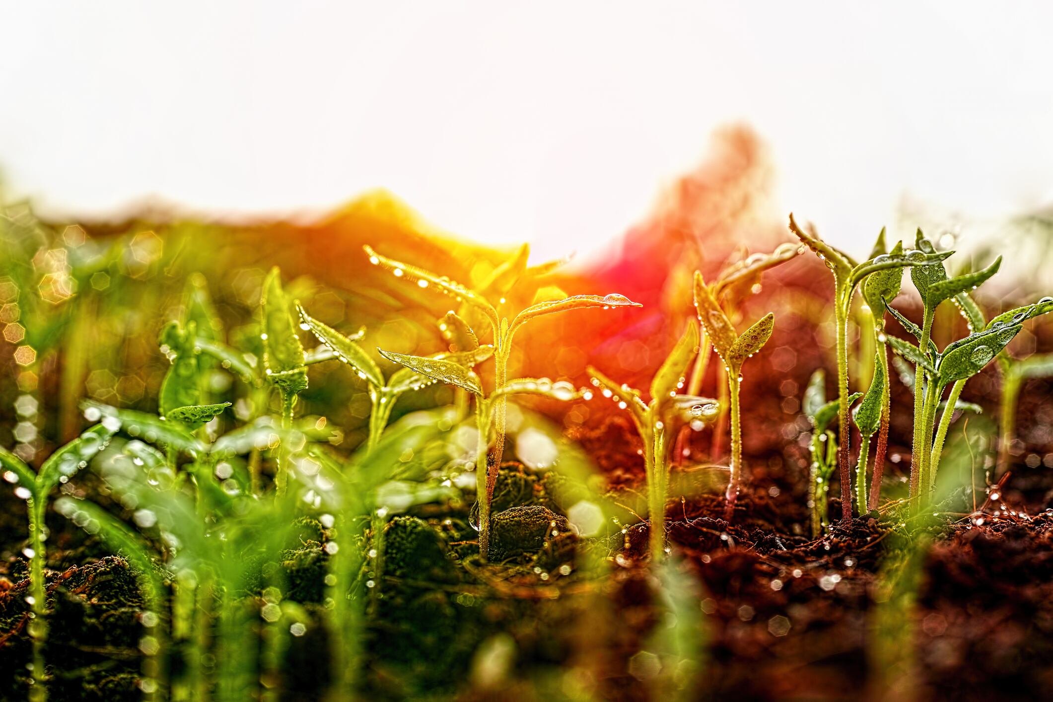 Horizontal image of healthy green young wet vegetable seedlings having just germinated and rising out of the soil against a warm natural lit sunrise causing strong back lighting with abstract lens flare and colours, very shallow depth of field with good copy space in the high key sky.