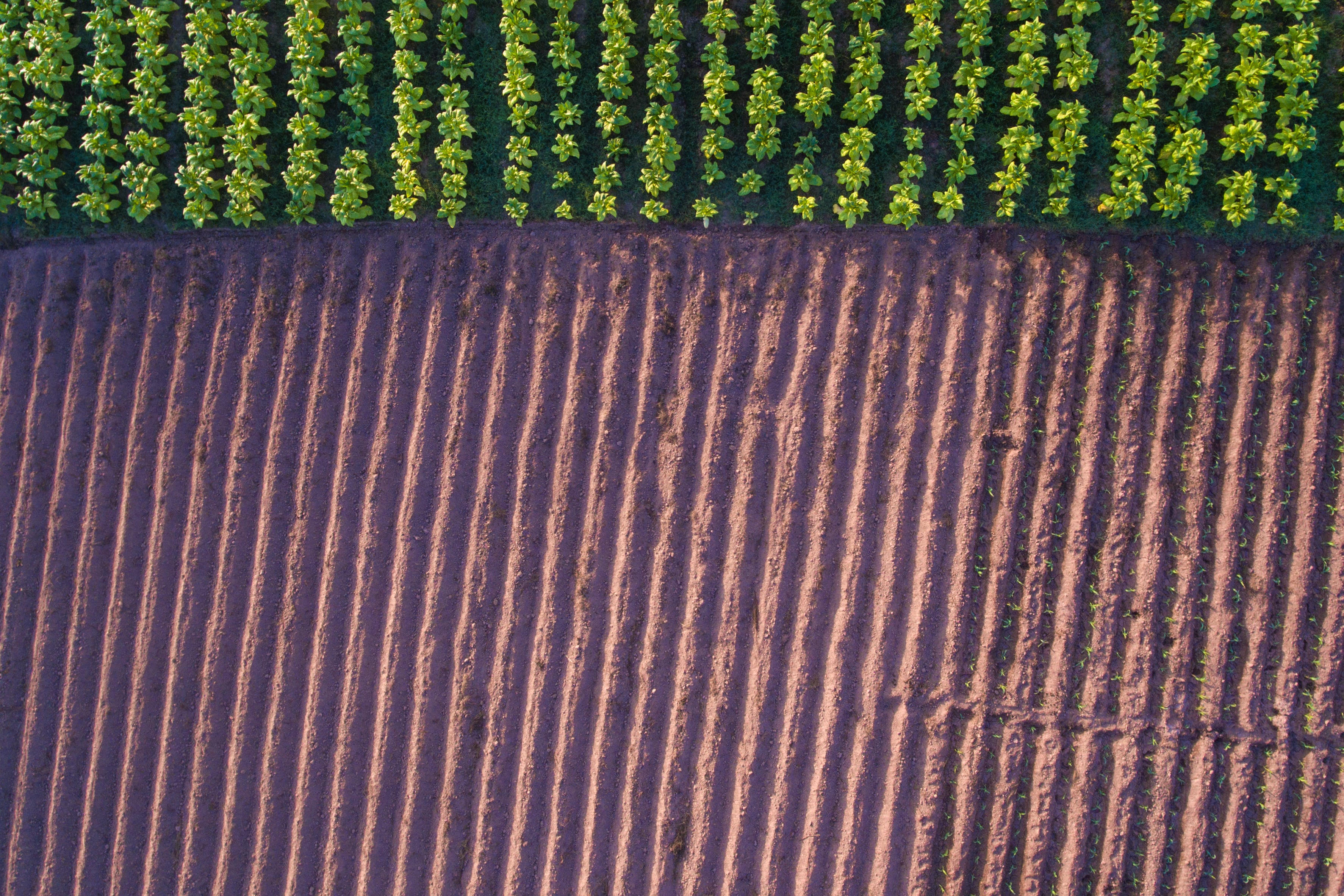 ‘You can’t manage what you can’t measure’: Experts want agreed standards to advance regenerative ag