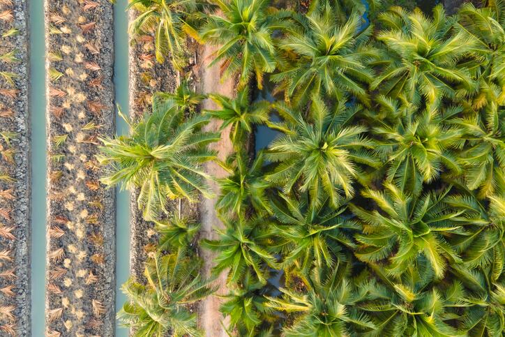 Palm oil giant joins WBCSD to stress agriculture’s growing role in climate discussions