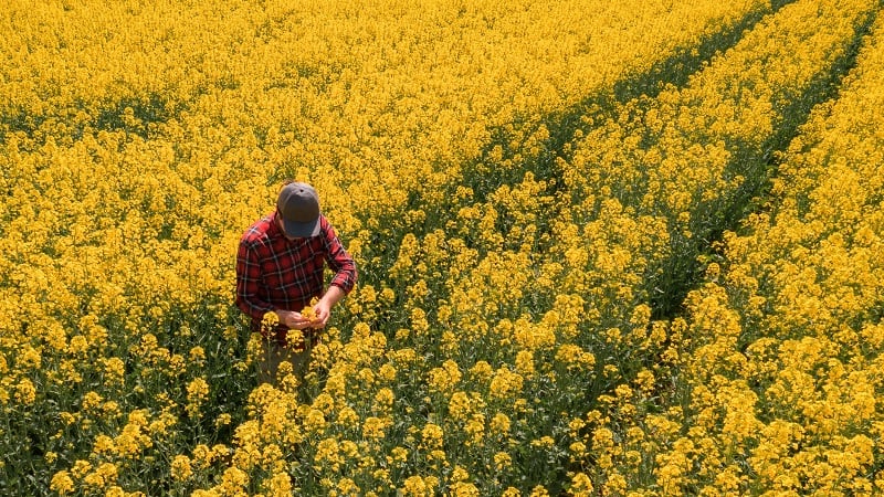 Solving clubroot with AI? NRGene Green shares field test data on seed breeding tech