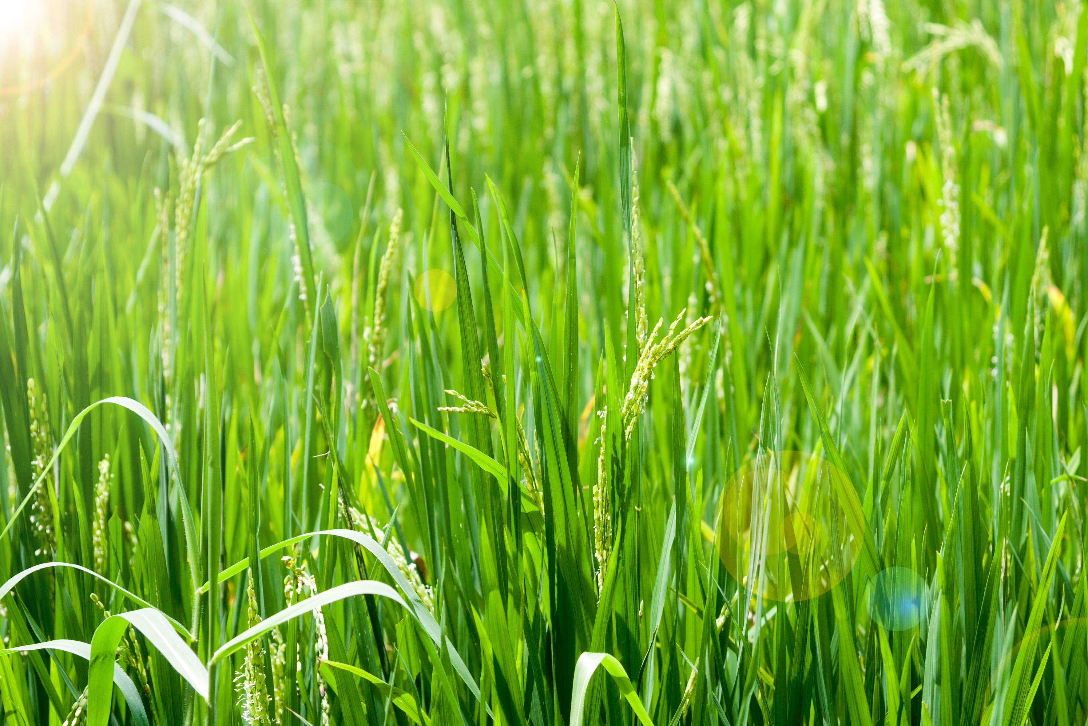 Rice in the Fens: UK trials first homegrown paddy as climate-smart farming takes root