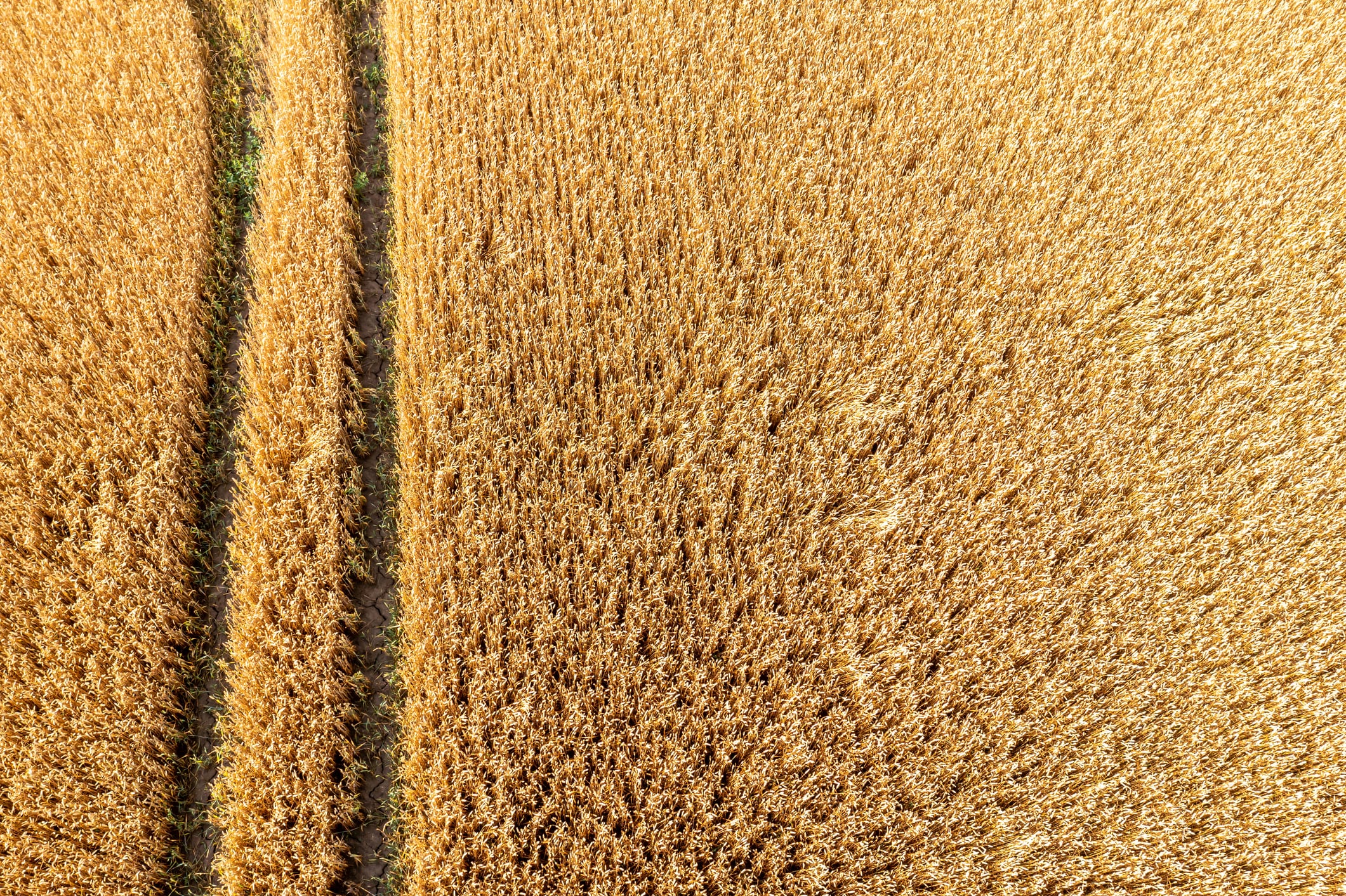 Syngenta bets on amoeba-powered biofungicide to fight Europe’s wheat diseases