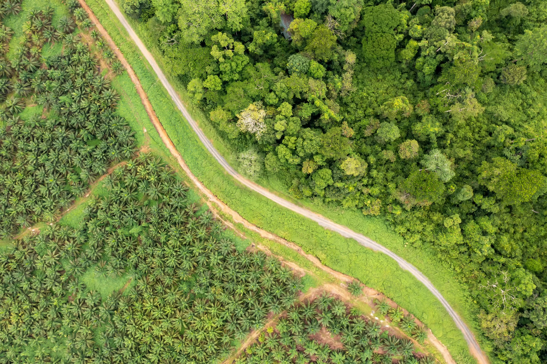 EUDR: Collaboration vital as deadline looms over Indonesia’s smallholders 