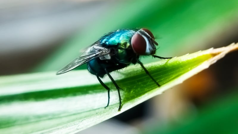 Elanco Animal Health receives gov’t approval for New World Screwworm treatments