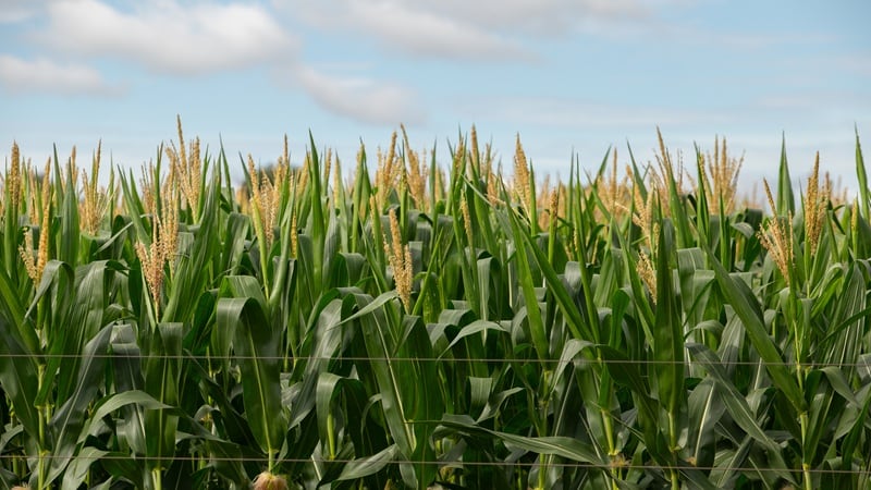 Lighting up LatAm: Seed trait company BioLumic takes UV tech to Brazil, Chile
