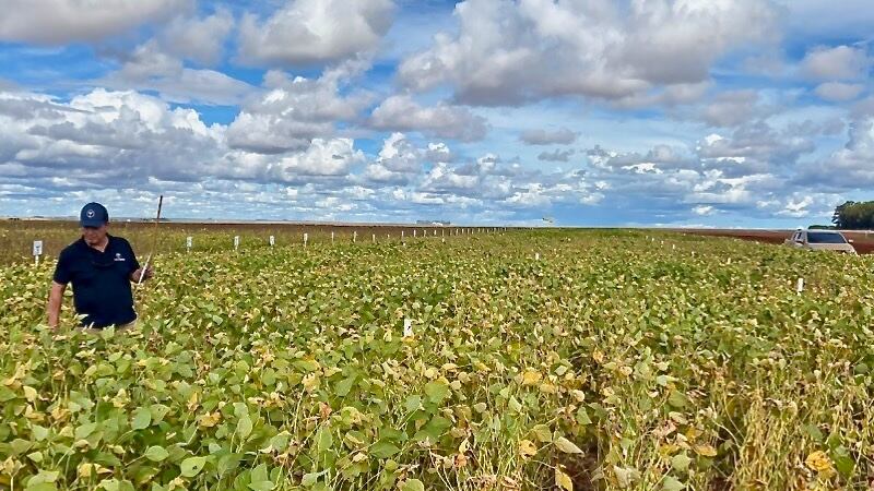 Farmers in the field working with Micropep's product.