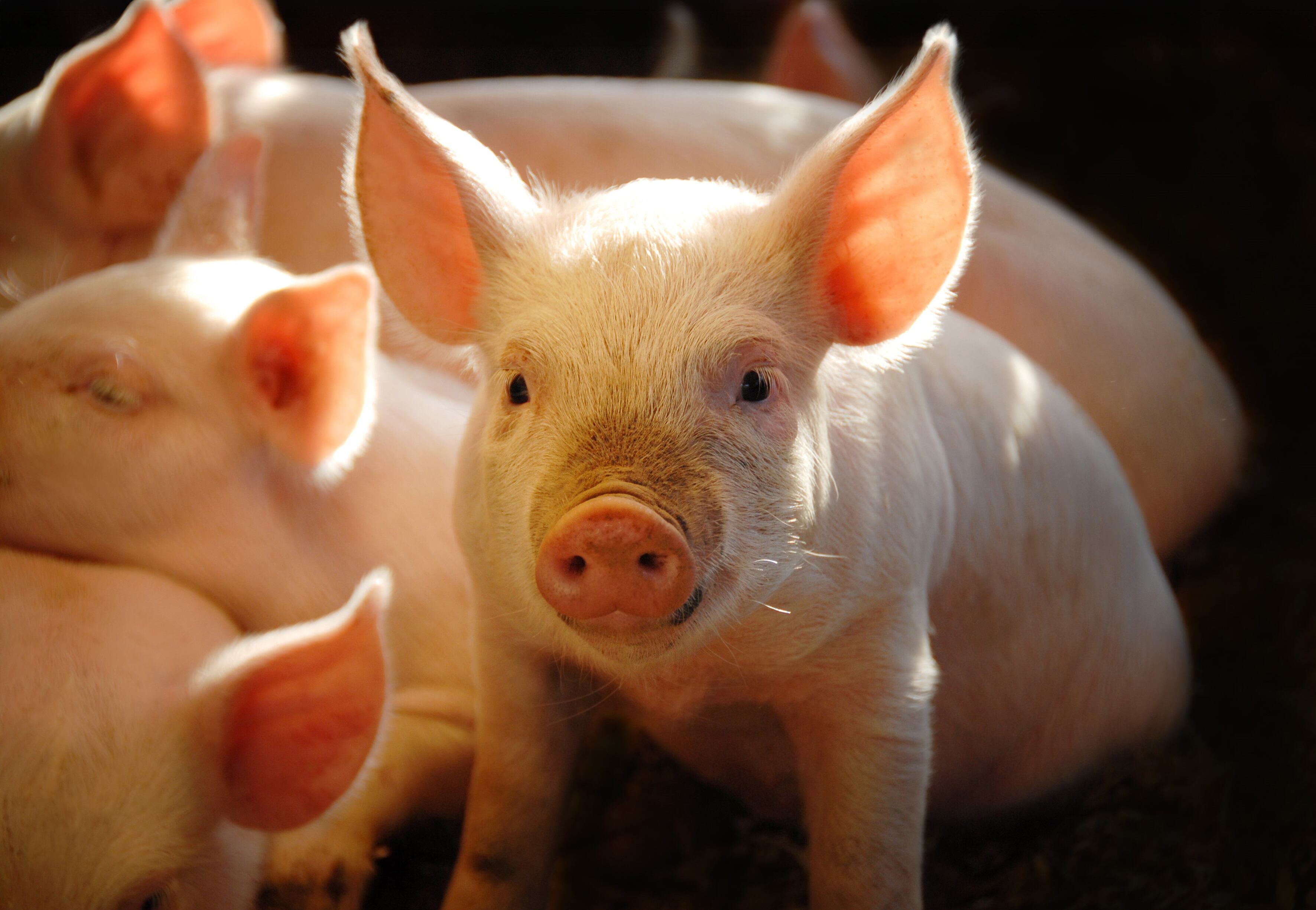 African swine fever: Scientists uncover critical spleen gene shifts that drive disease progression