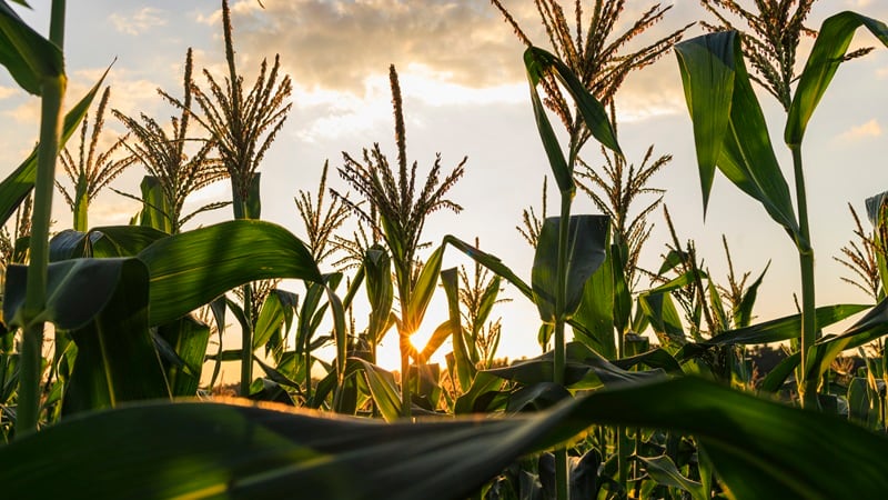 Corteva partners with Resurrect Bio to use AI, gene editing to develop disease-resistant corn 