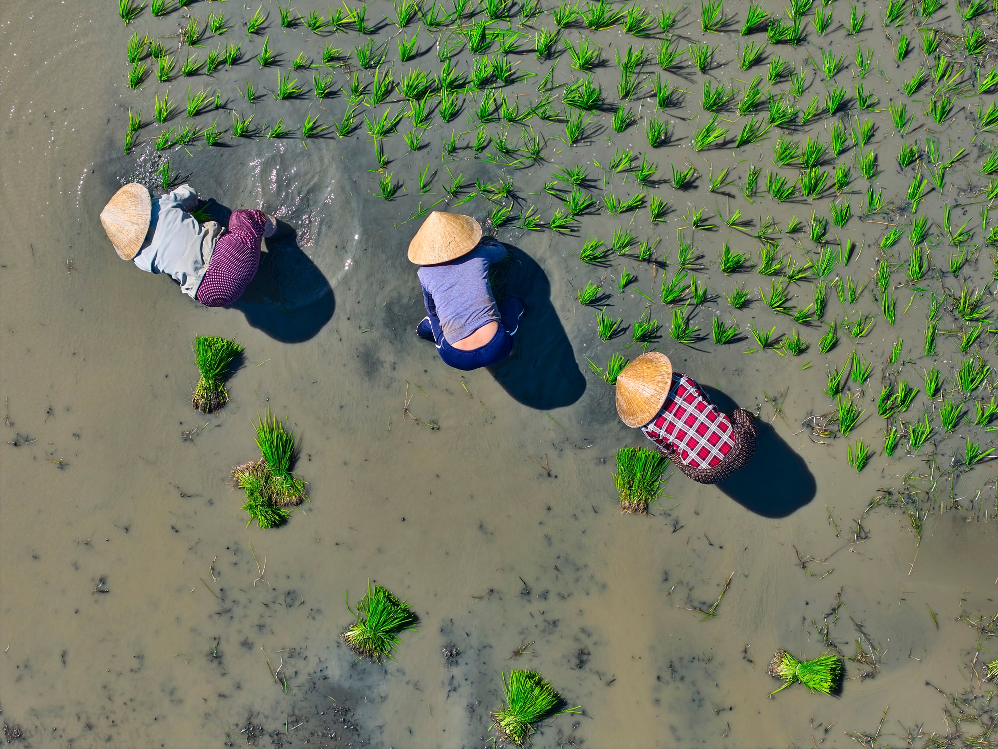 MRV systems: Why this is the missing link in scaling low-emission rice 