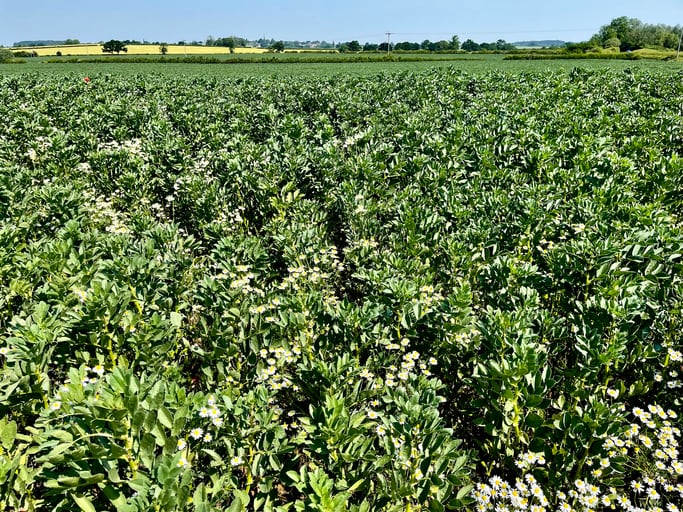 ABN explores pulses as alternative to imported soy in pig diets