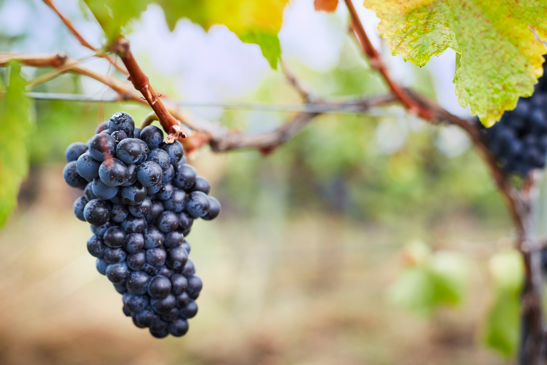 Wine Australia overhauls innovation financing with new fund to boost sector resilience