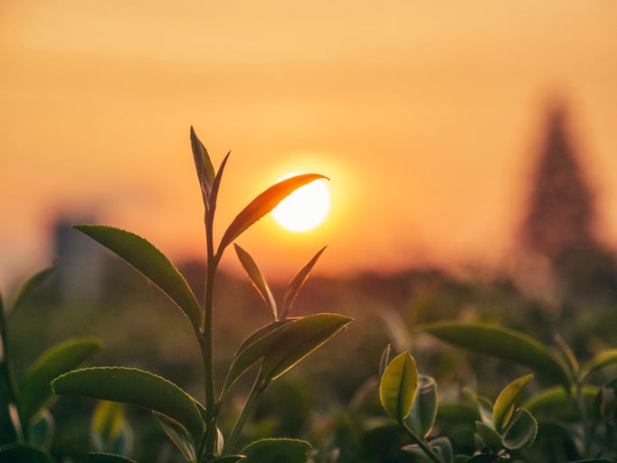 Serra Ventures on why investors will continue to be drawn to the rewards of agri-tech