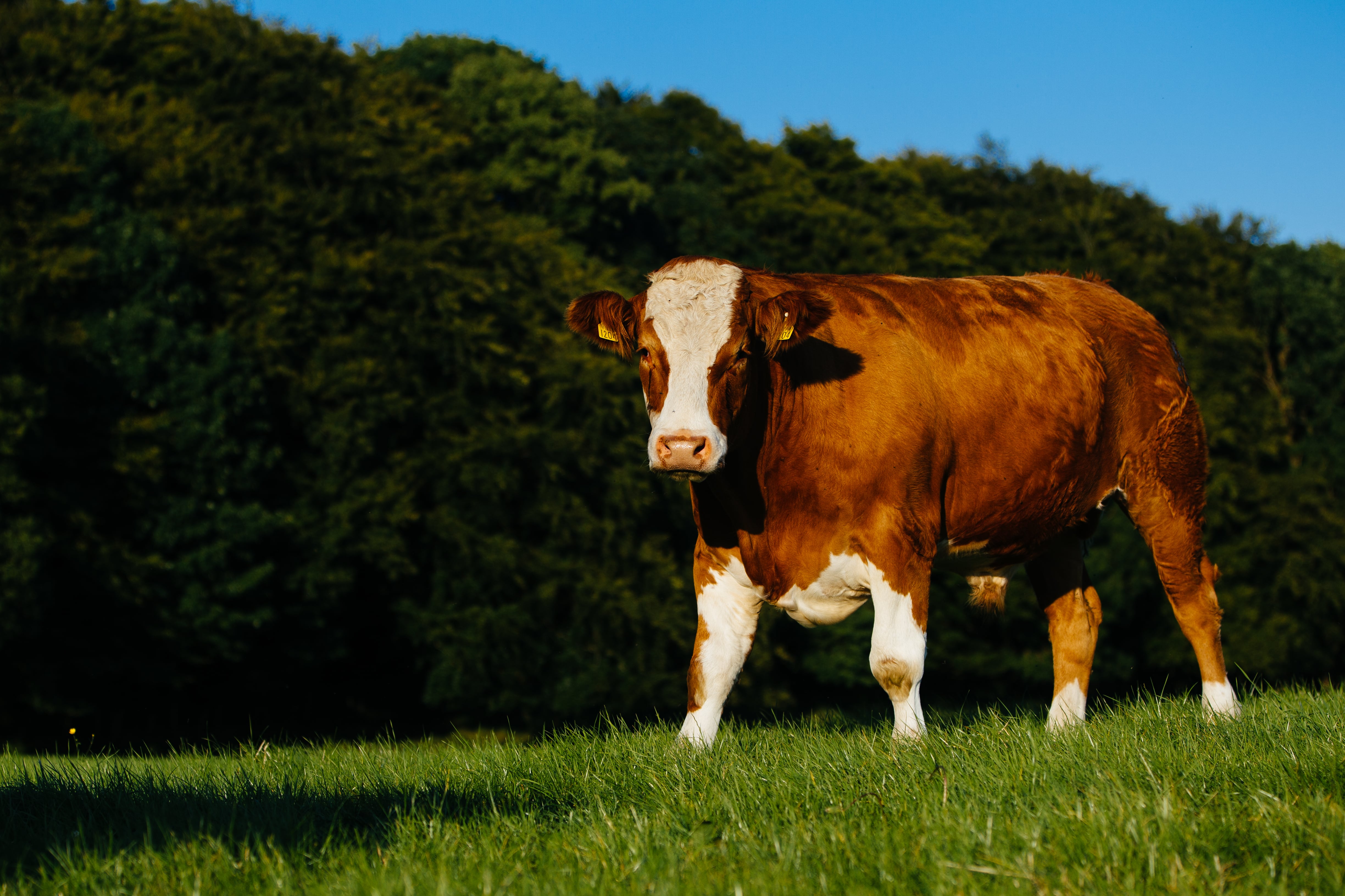 Cow on Alfie Kirwan's suckler beef farm at Killimor, Ballinasloe, Co. Galway.