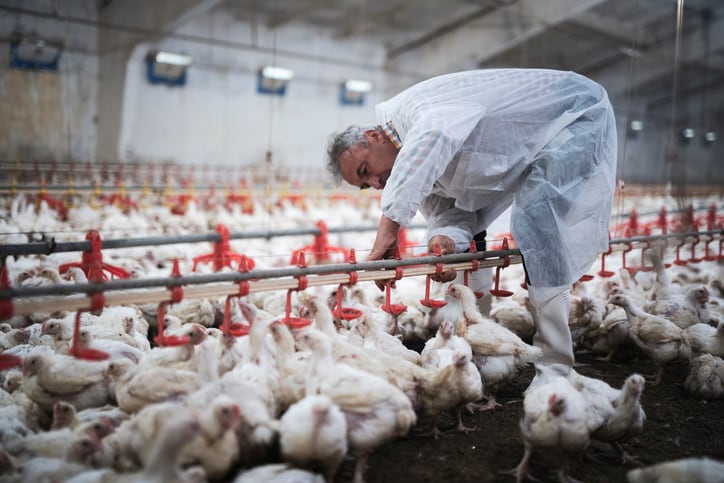 Global poultry industry takes stand against antimicrobial resistance