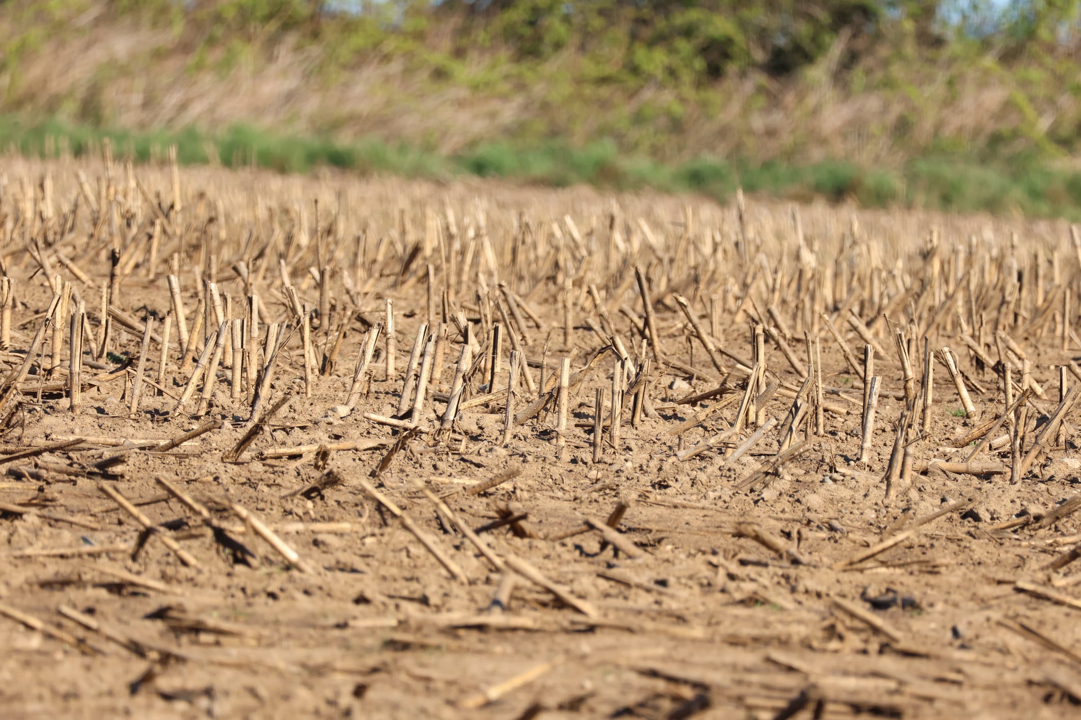 Europe’s drought is renewing focus on crop resilience.