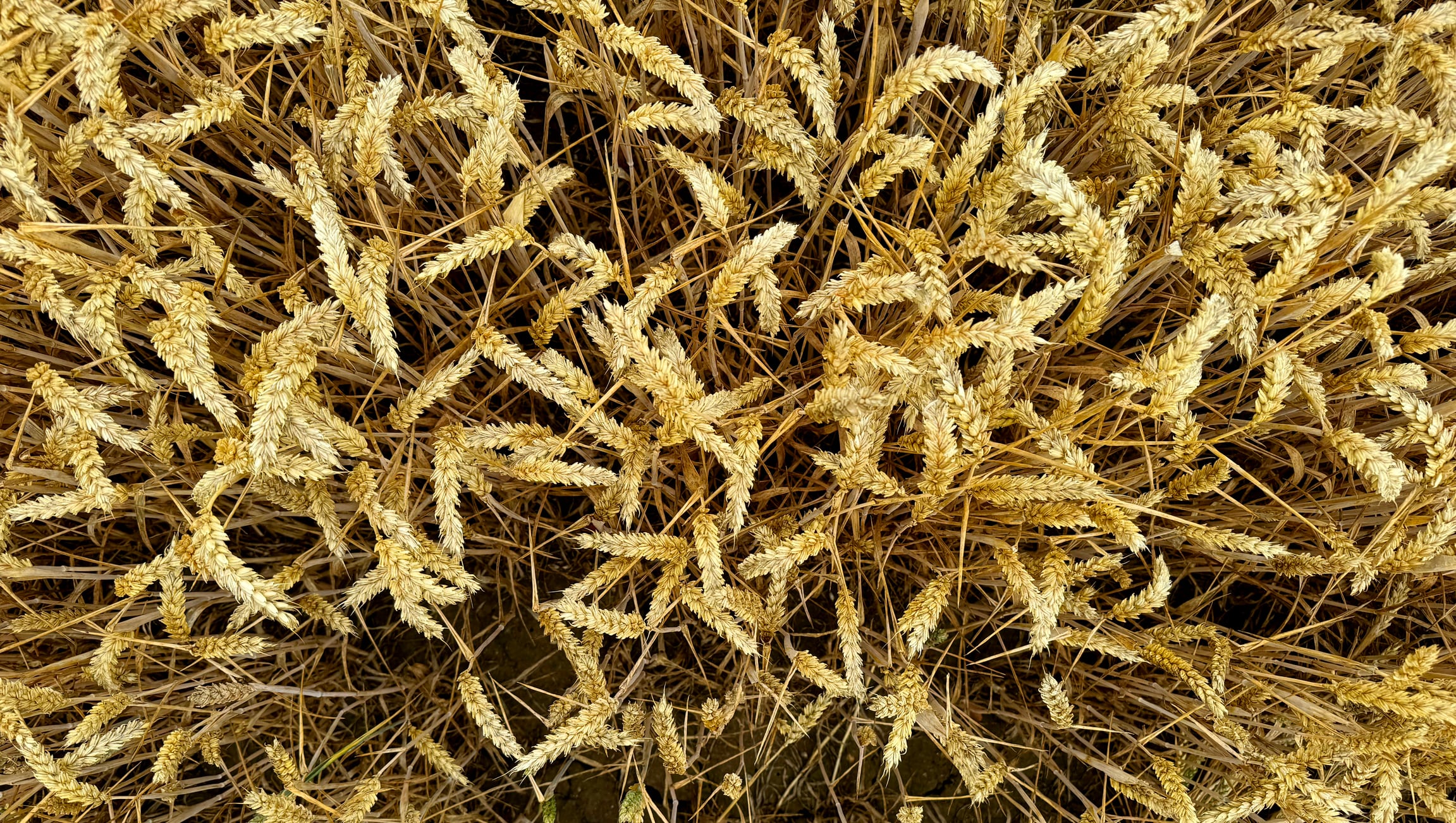 Mosaic invests in SugaROx to back ‘precision biostimulants’ push