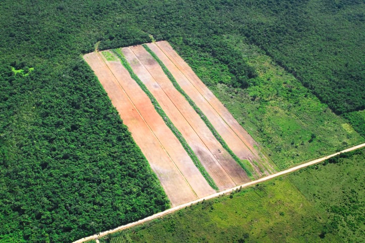 Commission: The EU is part of the problem of global deforestation