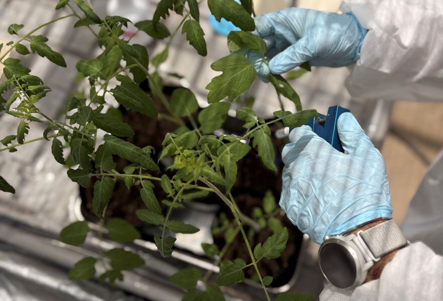 Heritable Ag aims to identify genetic sources of resistance to a damaging tomato pathogen and bring those genes into multiple Kagome cultivars.